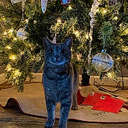 Gerardillo joined the competition — help win amazing prizes! cat, gray_tabby, christmas_tree, ornaments, holiday_lights, tree_skirt, holiday_cards, indoor, festive, decorations, floor, wooden_floor, pets, cute, curious, animal, christmas, celebration, festivity, home