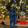 cat, gray_tabby, christmas_tree, ornaments, holiday_lights, tree_skirt, holiday_cards, indoor, festive, decorations, floor, wooden_floor, pets, cute, curious, animal, christmas, celebration, festivity, home
