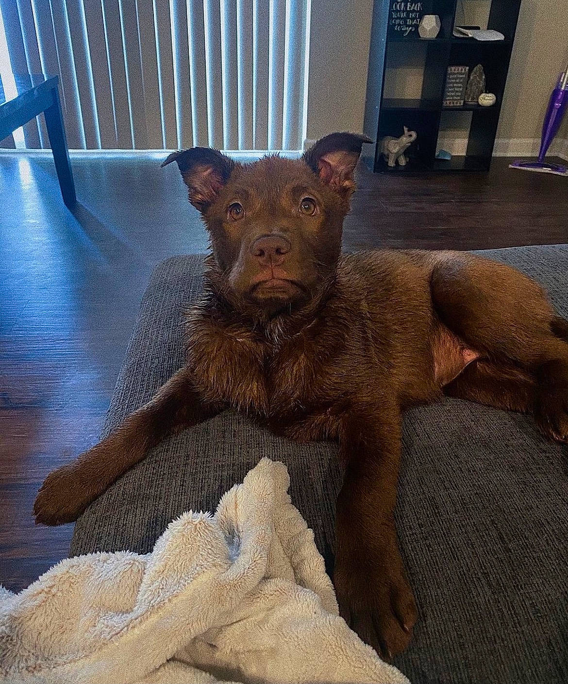 Kai is registered to the contest to win money with this photo: art, artifact, canidae, carnivore, companion_dog, dog, dog_breed, fawn, floor, flooring, foot, liver, metal, sculpture, snout, sporting_group, tail, terrestrial_animal, wood, working_animal