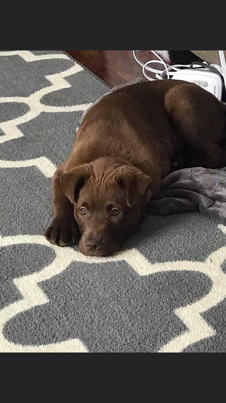 Kai is registered to the contest to win money with this photo: asphalt, canidae, carnivore, comfort, companion_dog, dog, dog_breed, dog_collar, fawn, flooring, fur, leash, liver, paw, road_surface, sporting_group, terrestrial_animal, whiskers, working_animal