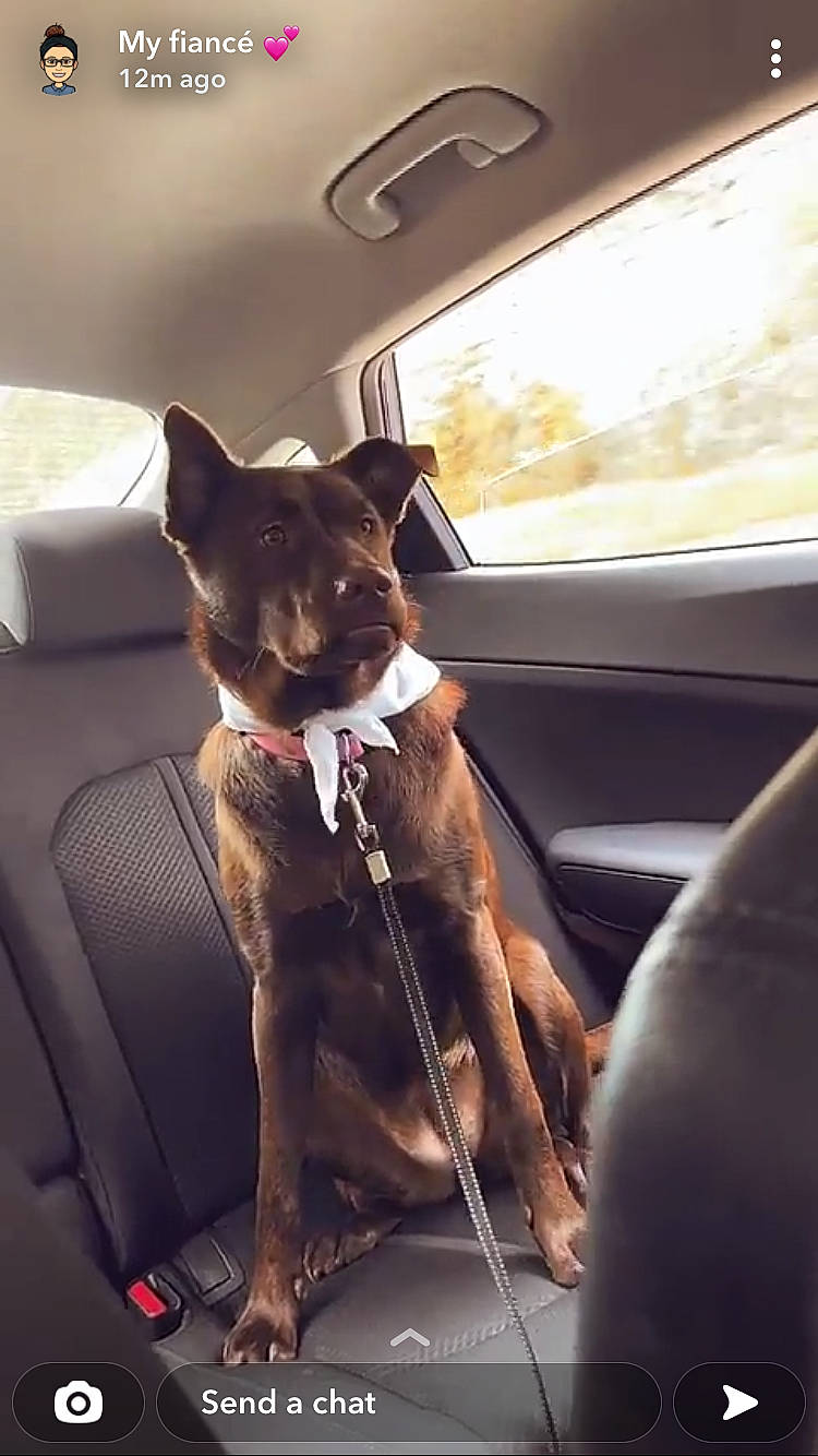 Kai joined the competition — help win amazing prizes! auto_part, automotive_exterior, automotive_mirror, car, car_seat, car_seat_cover, carnivore, collar, companion_dog, dog, dog_breed, dog_collar, fawn, liver, mode_of_transport, motor_vehicle, vehicle, vehicle_door, whiskers, window