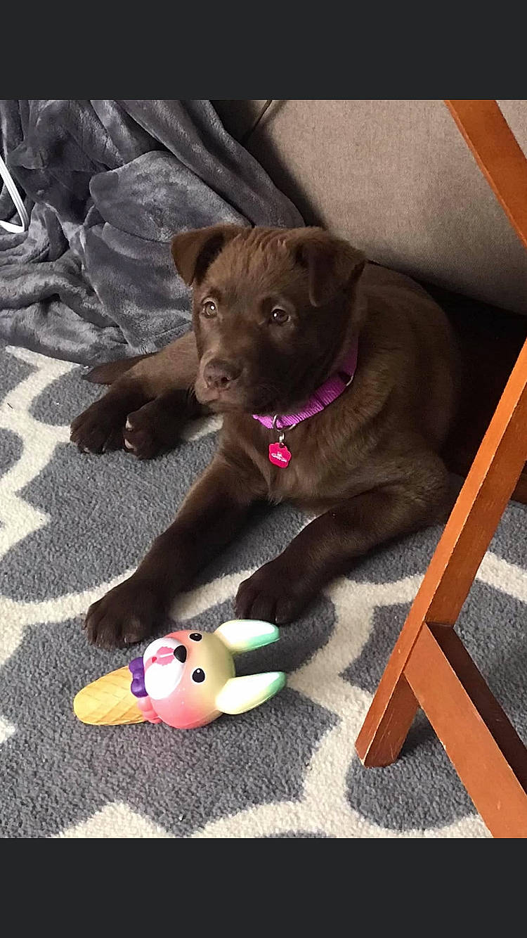 Kai is registered to the contest to win money with this photo: carnivore, collar, companion_dog, dog, dog_breed, dog_collar, dog_supply, fashion_accessory, fawn, fur, guard_dog, leash, liver, magenta, paw, pet_supply, snout, sporting_group, toy, working_animal