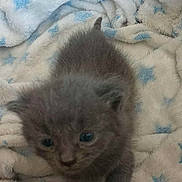 Fat Fat is registered to the contest to win money with this photo: kitten, gray, furry, claws, blanket, blue_stars, cozy, cute, small, curious, animal, pet, indoor, soft, exploring, young, fur, whiskers, face, paw