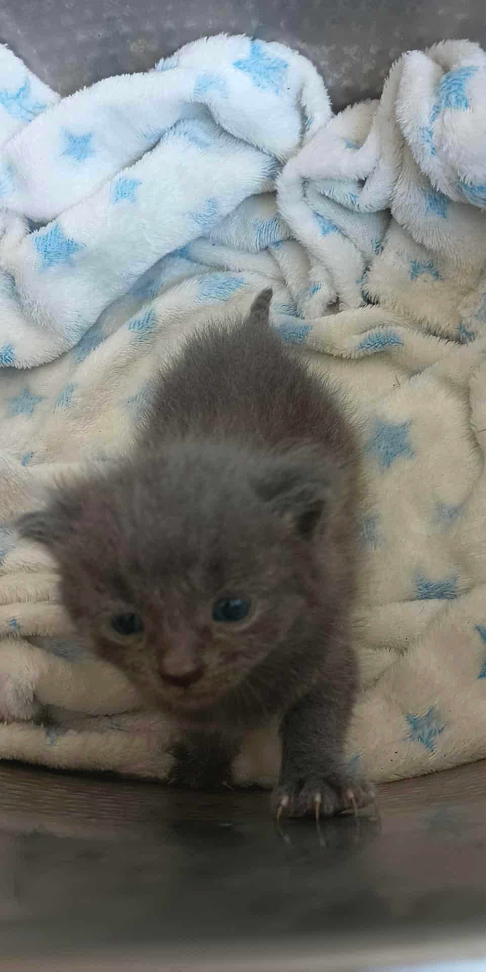 Fat Fat is registered to the contest to win money with this photo: kitten, gray, furry, claws, blanket, blue_stars, cozy, cute, small, curious, animal, pet, indoor, soft, exploring, young, fur, whiskers, face, paw