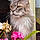 Filou