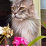 cat, fluffy, yellow_eyes, flowers, pink_flowers, green_leaf, window, outdoor, pet, animal, portrait, whiskers, long_fur, nature, plant, close_up, calm, feline, domestic_cat, garden