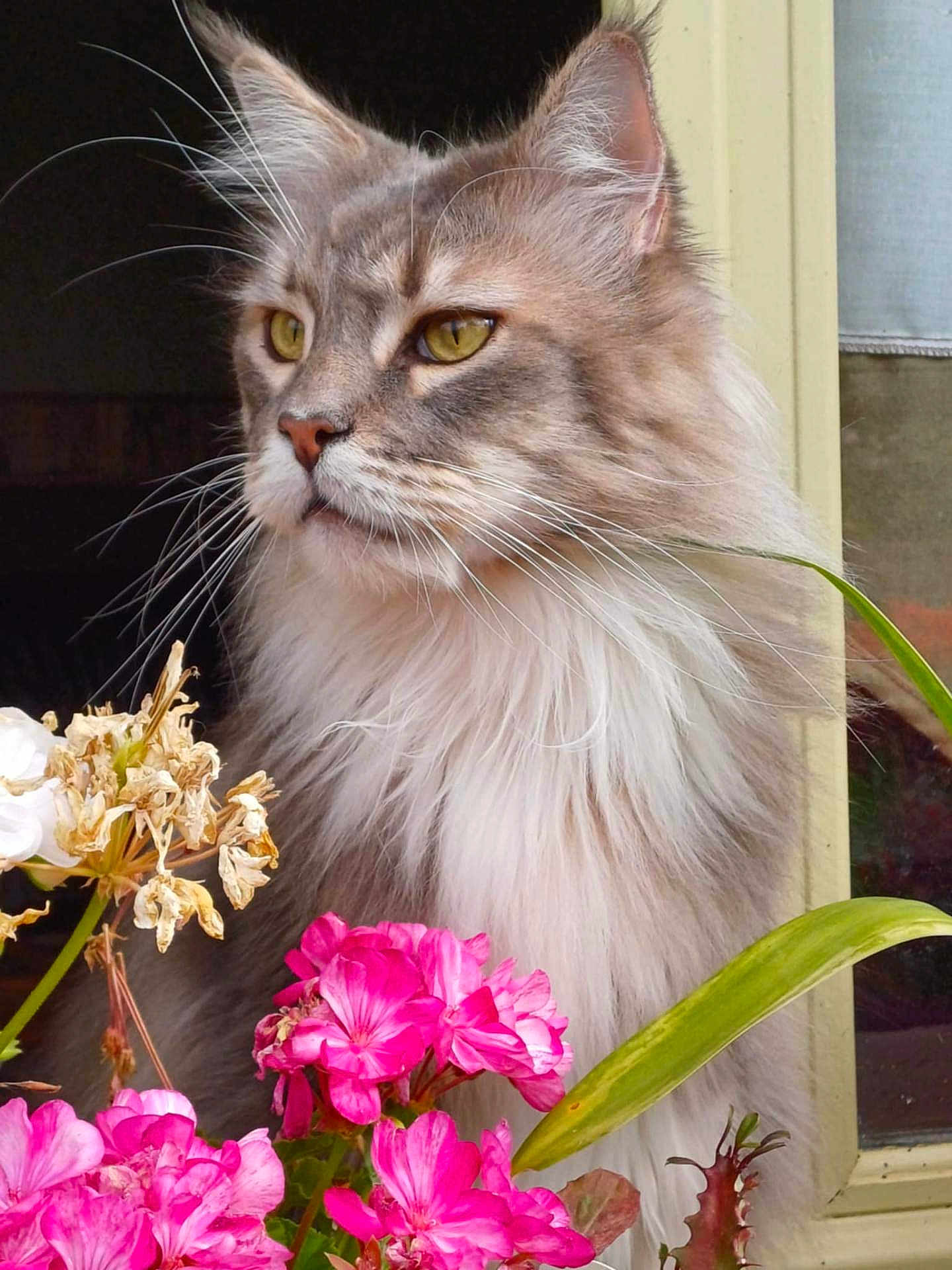 Filou