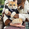 cat, orange_cat, tuxedo, bow_tie, costume, cow_costume, person, human, animal, pet, sitting, portrait, outdoor, park, bench, greenery, wide_eyed, fluffy, hands, funny