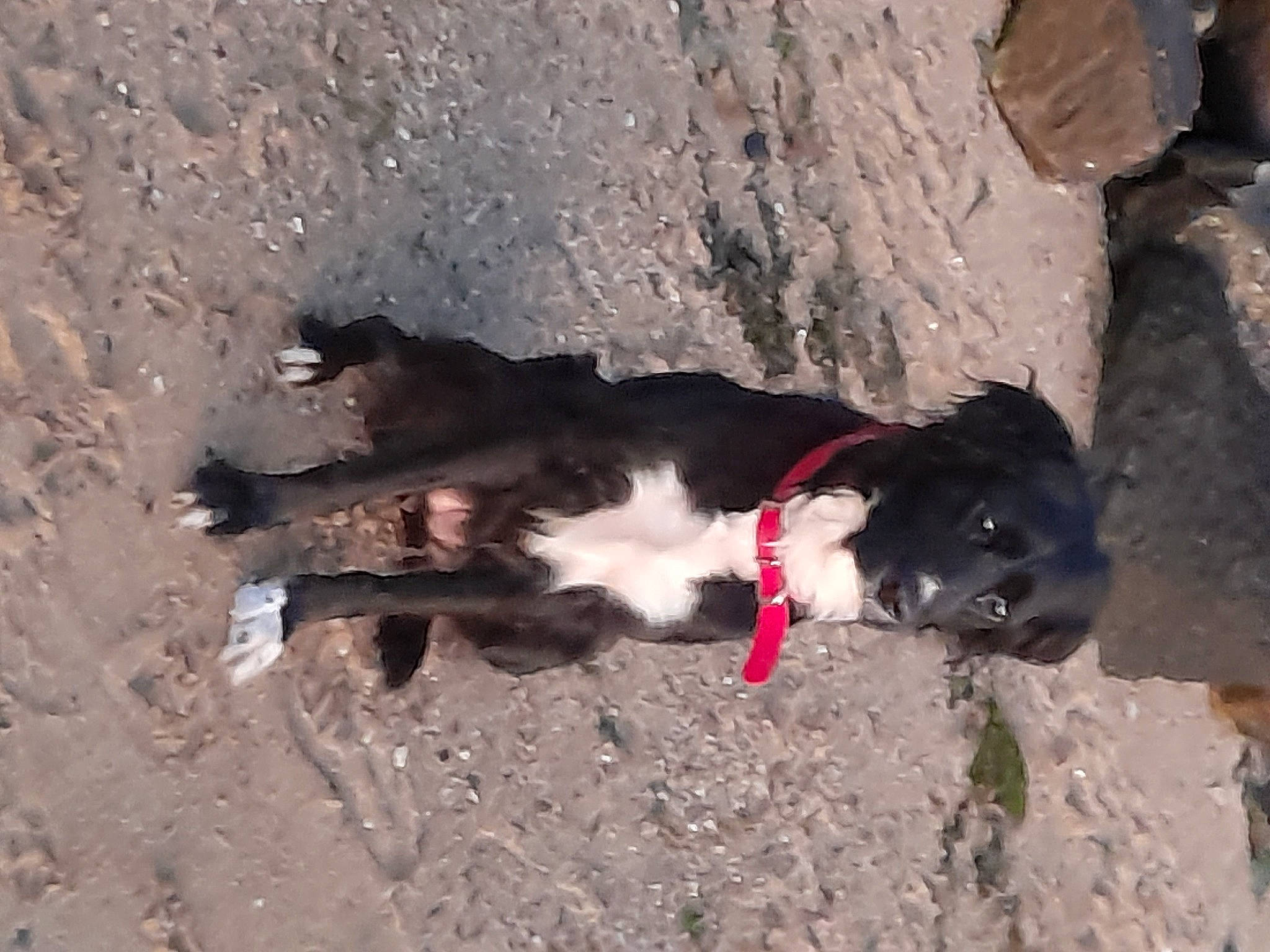 Malicia a rejoint le concours — aidez-le/la à gagner de superbes lots ! border_collie, canidae, carmine, carnivore, collar, dog, dog_breed, dog_collar, fur, herding_dog, landscape, rock, snout, soil, sporting_group, tail, working_animal, working_dog