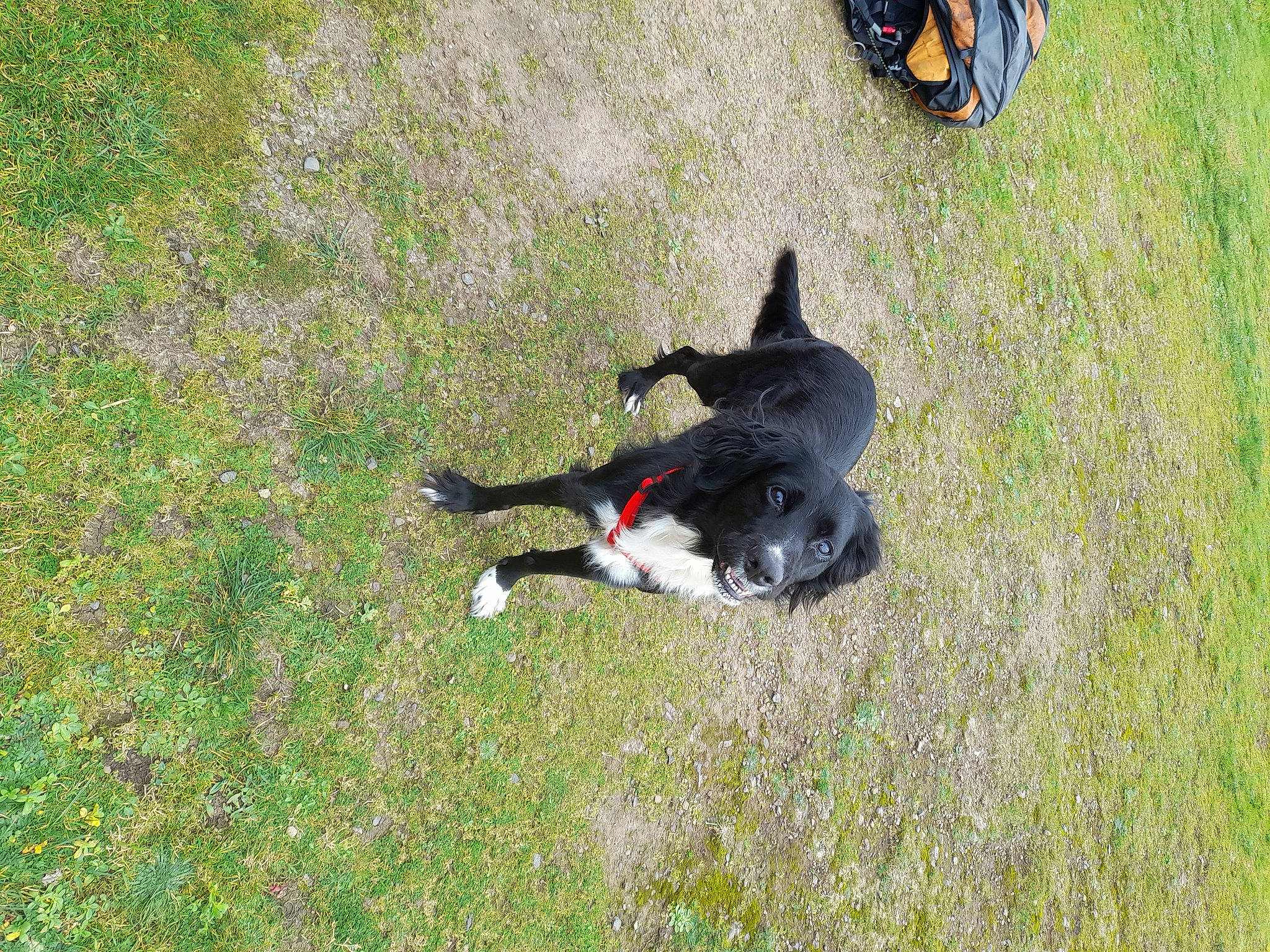 Malicia a rejoint le concours — aidez-le/la à gagner de superbes lots ! canidae, carnivore, companion_dog, dog, dog_breed, grass, grass_family, grassland, groundcover, guard_dog, herbaceous_plant, herding_dog, lawn, non_sporting_group, pasture, plant, sporting_group, tail, working_animal, working_dog