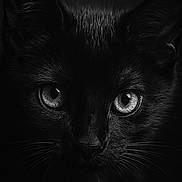 Peppercorn joined the competition — help win amazing prizes! alert, animal, animal_portrait, black_cat, cat_face, close_up, cute, dark_background, eyes, feline, fur, low_light, mysterious, nocturnal, pet, portrait, sharp_focus, texture, whiskers, wildlife