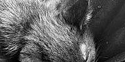 Peppercorn joined the competition — help win amazing prizes! animal, black_cat, close_up, cozy, cute, domestic_animal, feline, fur, indoor, monochrome, nap, paw, peaceful, pet, portrait, relaxation, resting, sleeping, soft_texture, whiskers