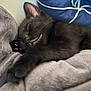 Peppercorn joined the competition — help win amazing prizes! animal, black_cat, blanket, closeup, cozy, cute, ears, feline, fur, indoor, nap, paw, peaceful, pet, pillow, relaxed, resting, sleeping, soft, whiskers