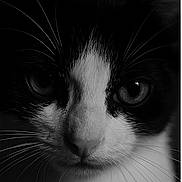 Milkshake is registered to the contest to win money with this photo: animal, black_and_white, cat, close_up, cute, detailed, domestic_cat, eyes, face, feline, fur, macro, muzzle, nose, pet, portrait, serious, soft_light, texture, whiskers