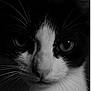 Milkshake is registered to the contest to win money with this photo: animal, black_and_white, cat, close_up, cute, detailed, domestic_cat, eyes, face, feline, fur, macro, muzzle, nose, pet, portrait, serious, soft_light, texture, whiskers