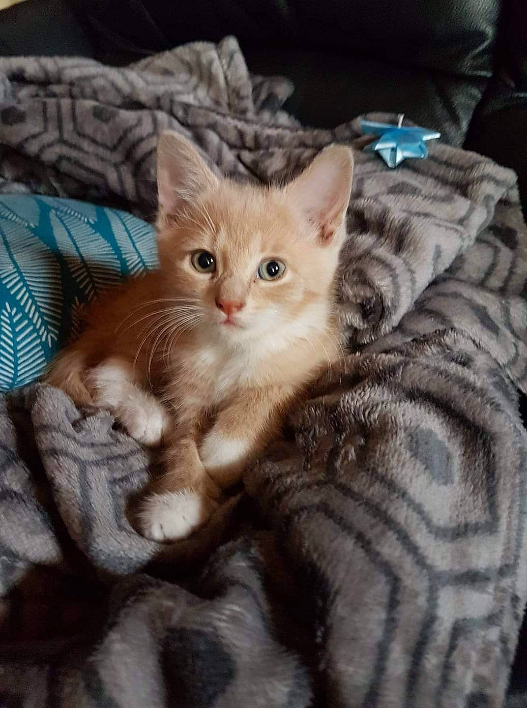 Easy a rejoint le concours — aidez-le/la à gagner de superbes lots ! carnivore, cat, claw, comfort, felidae, fur, kitten, linens, paw, small_to_medium_sized_cats, vertebrate, whiskers