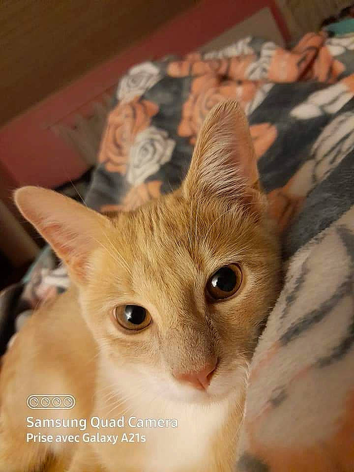 Easy a rejoint le concours — aidez-le/la à gagner de superbes lots ! beige, blond, carnivore, cat, curious, domestic_short_haired_cat, fawn, felidae, fur, iris, kitten, linens, peach, singapura, skin, small_to_medium_sized_cats, snout, terrestrial_animal, vertebrate, whiskers