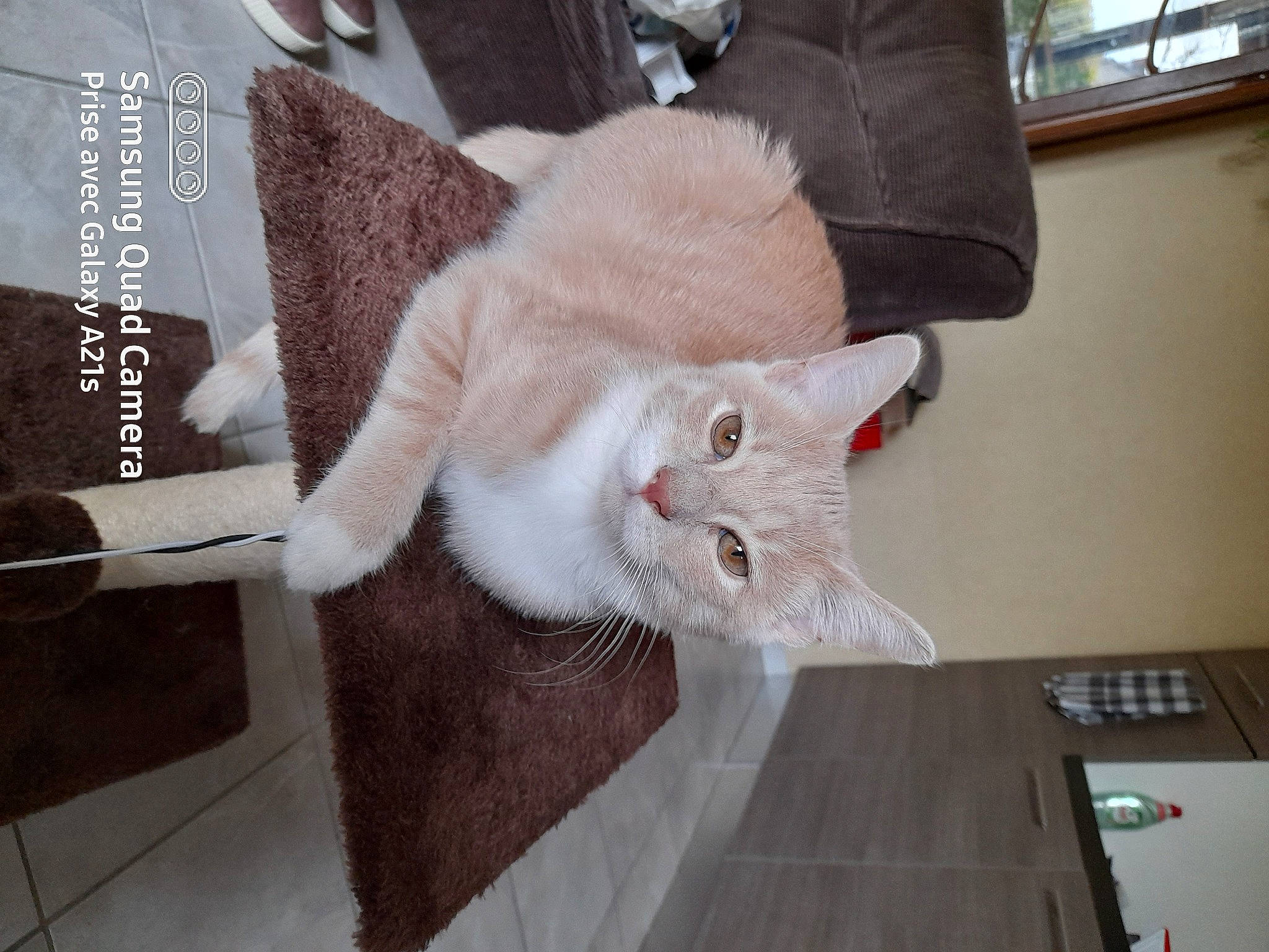 Easy a rejoint le concours — aidez-le/la à gagner de superbes lots ! carnivore, cat, collar, domestic_short_haired_cat, felidae, fur, home, input_device, khao_manee, laptop, office_equipment, peripheral, pet_supply, publication, small_to_medium_sized_cats, snout, tail, vertebrate, whiskers