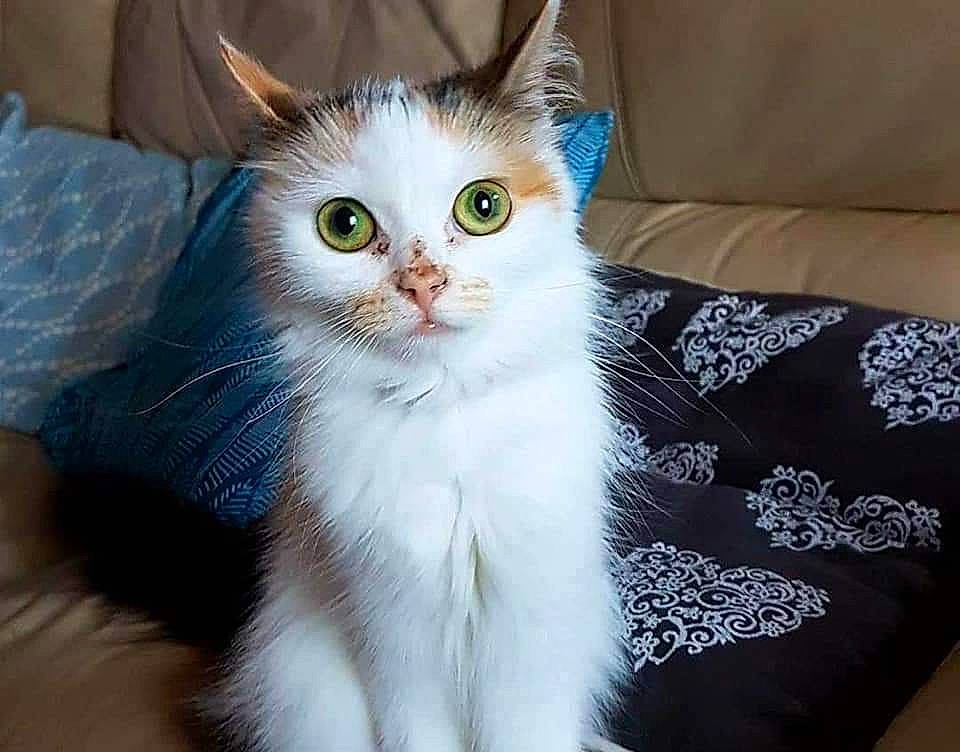 Dina a rejoint le concours — aidez-le/la à gagner de superbes lots ! carnivore, cat, couch, felidae, fur, living_room, small_to_medium_sized_cats, snout, studio_couch, vertebrate, whiskers