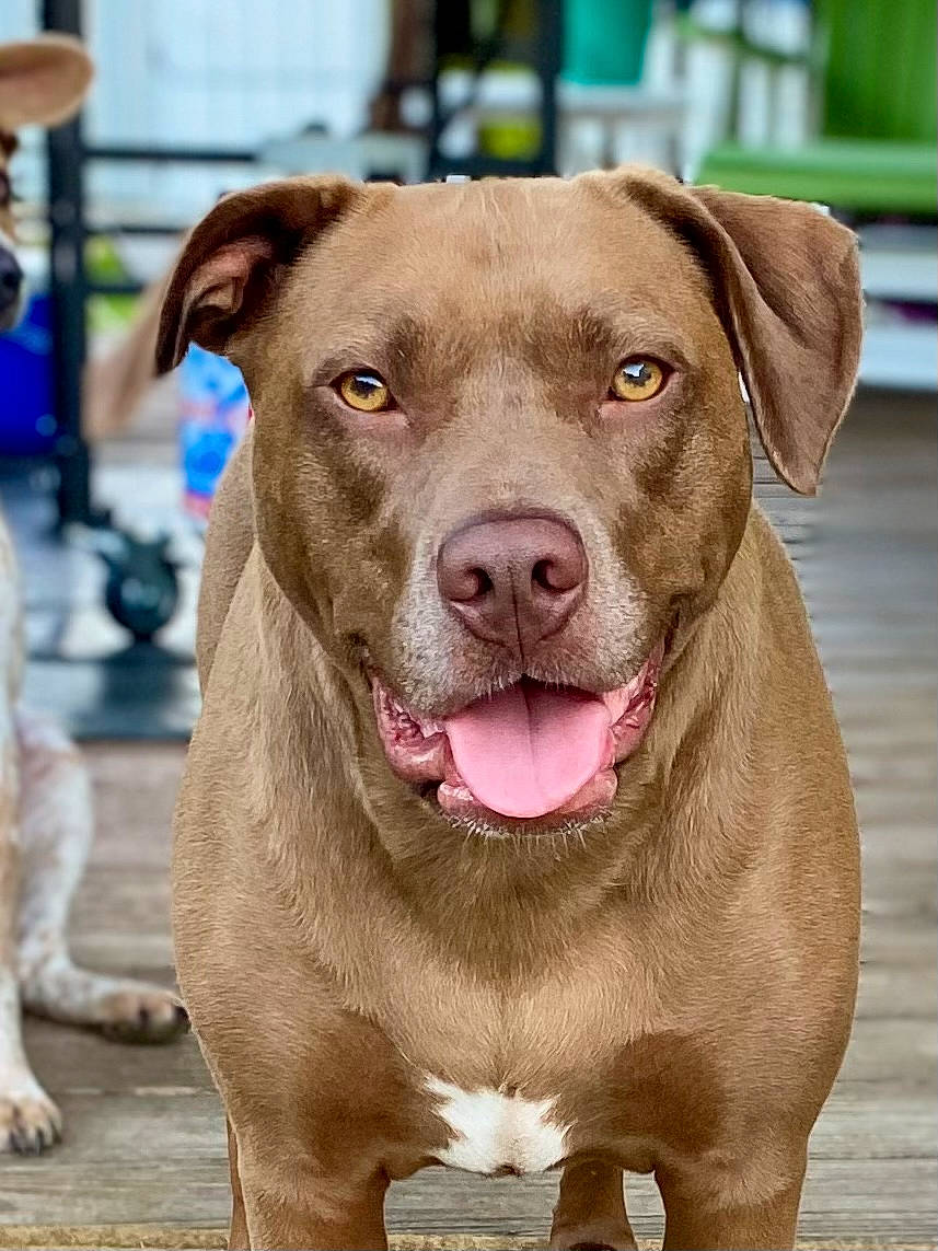 Belle is registered to the contest to win money with this photo: canidae, carnivore, collar, companion_dog, dog, dog_breed, dog_collar, fashion_accessory, fawn, leash, liver, molosser, non_sporting_group, snout, sporting_group, terrestrial_animal, whiskers, working_animal, working_dog, wrinkle