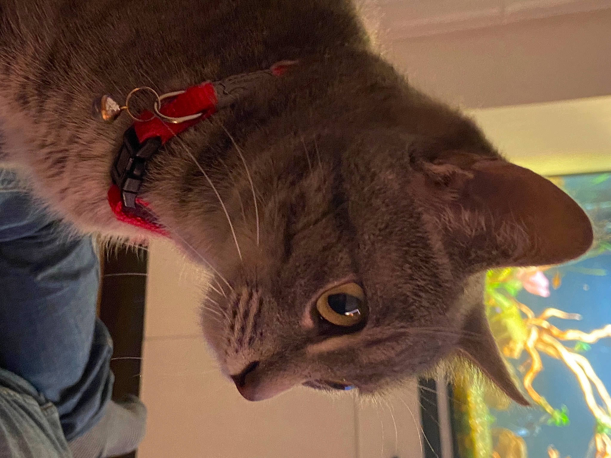 Riley participe au concours pour gagner de l'argent avec cette photo : black_cat, carmine, carnivore, cat, collar, costume_hat, domestic_short_haired_cat, ear, fashion_accessory, fawn, felidae, fur, hat, plant, small_to_medium_sized_cats, snout, stuffed_toy, tail, whiskers, wool