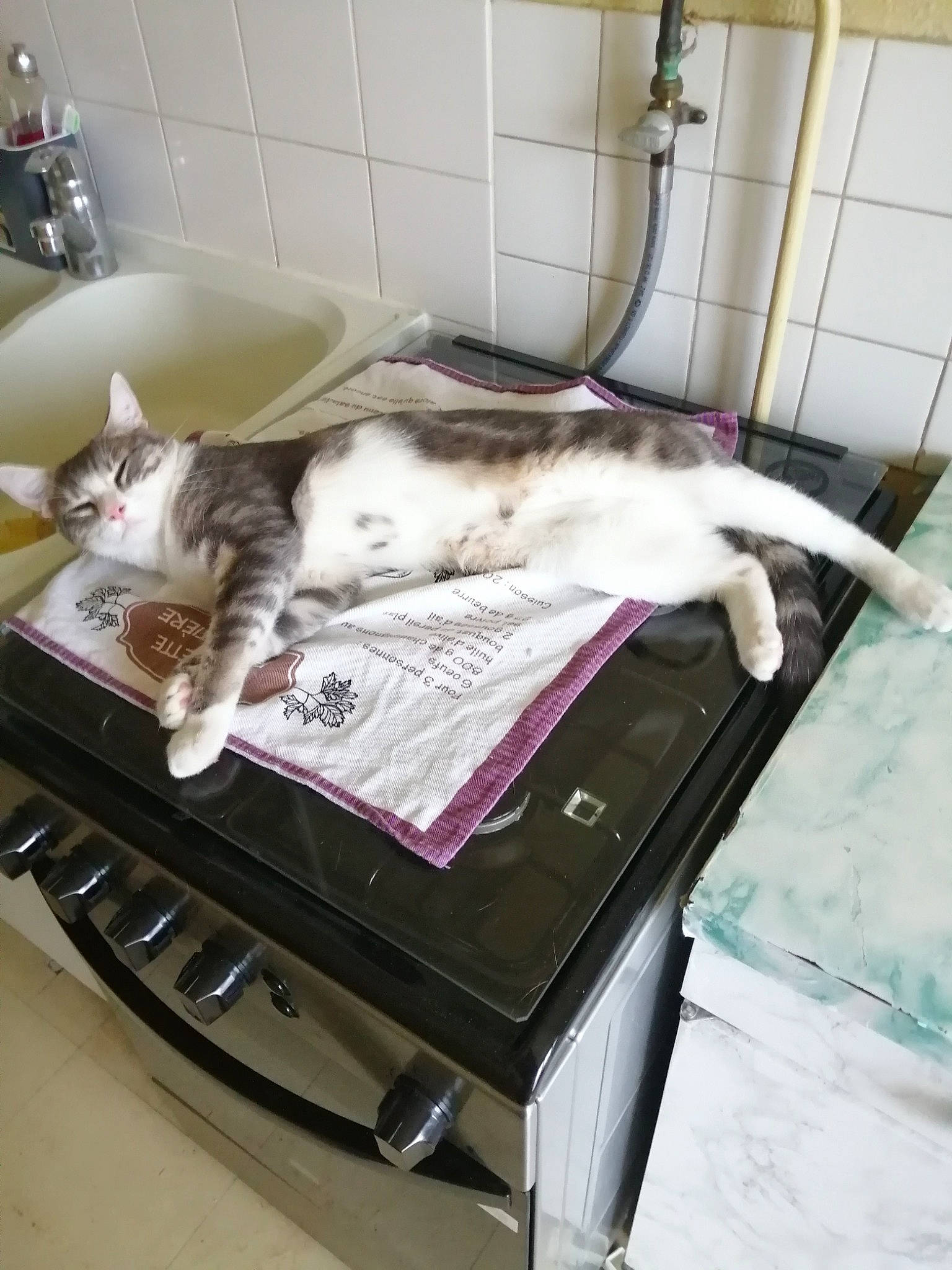 Aaron participe au concours pour gagner de l'argent avec cette photo : animal_shelter, canidae, carnivore, cat, cat_supply, comfort, companion_dog, domestic_short_haired_cat, felidae, fur, hardwood, nap, pet_supply, room, small_to_medium_sized_cats, tail, whiskers, wood