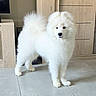 black_nose, cabinet, canine, dark_eyes, dog, domestic_dog, face, fluffy, fur_texture, furniture, home_interior, indoor, paws, pet, portrait, samoyed, standing, tail, tile_floor, white_fur