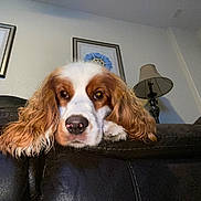 Knox is registered to the contest to win money with this photo: dog, pet, cocker_spaniel, resting, indoors, couch, leather, ear, long_hair, brown_and_white, lamp, framed_art, wall, home, cozy, portrait, animal, looking_at_camera, relaxed, furniture