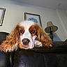 dog, pet, cocker_spaniel, resting, indoors, couch, leather, ear, long_hair, brown_and_white, lamp, framed_art, wall, home, cozy, portrait, animal, looking_at_camera, relaxed, furniture