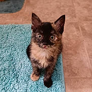 Josie joined the competition — help win amazing prizes! kitten, cat, tortoiseshell, pet, animal, indoor, blue_rug, floor, curious, small, fur, whiskers, ears, eyes, cute, young, domestic_cat, looking_up, sitting, tile_floor