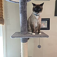 Jasper is registered to the contest to win money with this photo: cat, siamese_cat, cat_tree, indoor, pet, animal, furniture, window, collar, bell, gray, blue_eyes, portrait, home, wall, photo_frame, family_photo, curious, sitting, feline