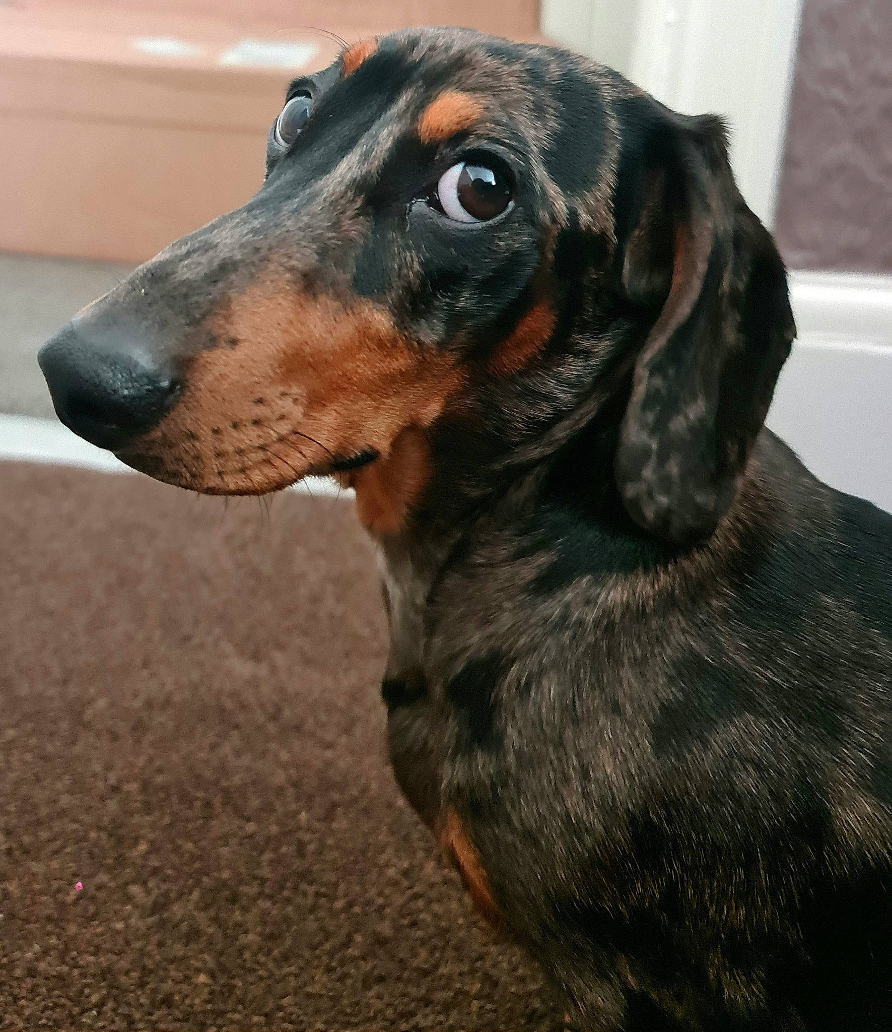 Freddie joined the competition — help win amazing prizes! canidae, carnivore, collar, companion_dog, dachshund, dog, dog_breed, ear, fur, hound, hunting_dog, liver, metal, scent_hound, snout, sporting_group, terrestrial_animal, whiskers, working_animal, working_dog