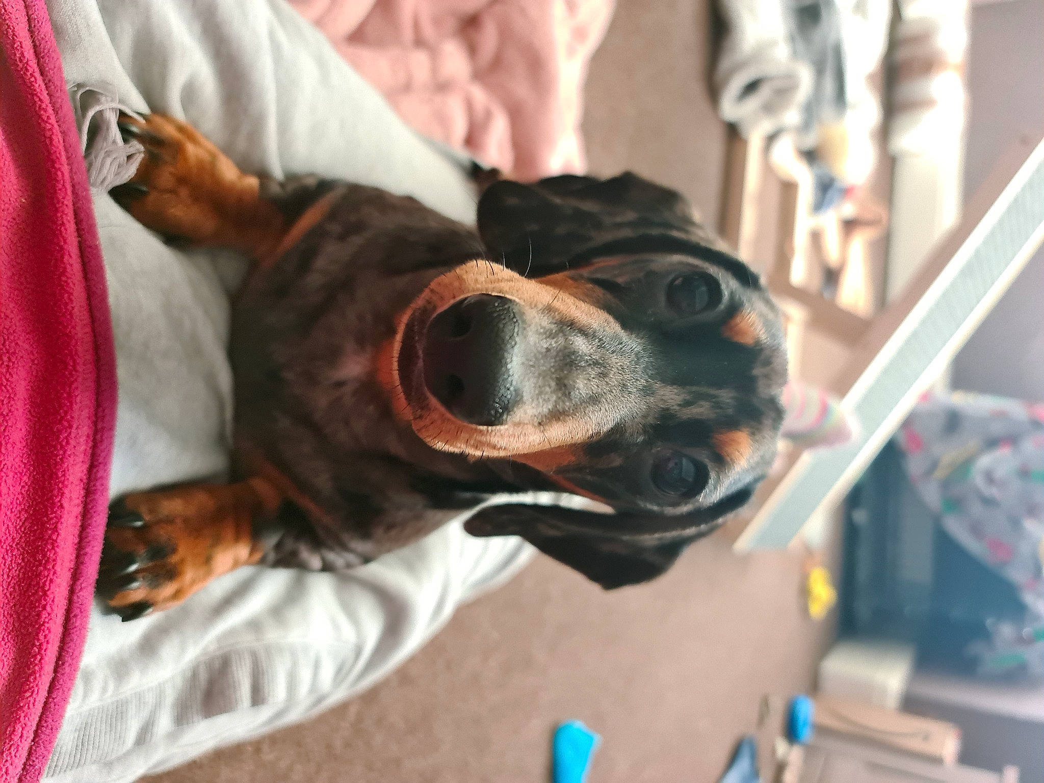 Freddie joined the competition — help win amazing prizes! canidae, carnivore, collar, comfort, companion_dog, dog, dog_breed, dog_collar, ear, eyewear, fur, guard_dog, personal_protective_equipment, scent_hound, snout, sporting_group, toy_dog, vertebrate, whiskers, working_animal