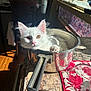 αnna Barkas is registered to the contest to win money with this photo: cat, kitten, white_cat, pot, kitchen, countertop, sunlight, fur, animal, pet, domestic, curious, relaxed, indoor, window, reflection, metal, household, cozy, comfort