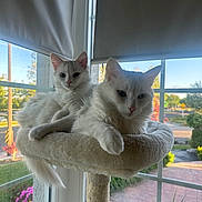 αnna Barkas joined the competition — help win amazing prizes! cat, white_cat, fluffy_cat, cat_perch, window, sunlight, indoor, pet, animal, relaxing, feline, cozy, nature_view, garden, plants, daylight, domestic_animal, two_cats, resting, home