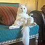αnna Barkas joined the competition — help win amazing prizes! cat, white_cat, fluffy_cat, sitting, relaxed_pose, couch, pillow, teal_couch, red_pillow, indoor, furniture, home, pet, animal, tail, long_tail, wooden_floor, lamp, decor, cozy