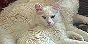 αnna Barkas is registered to the contest to win money with this photo: cat, white_cat, fluffy, pet, animal, indoor, couch, furniture, relaxing, two_animals, close_up, domestic_cat, feline, resting, companion, cute, soft_texture, household, cozy, calm