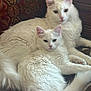 cat, white_cat, fluffy, pet, animal, indoor, couch, furniture, relaxing, two_animals, close_up, domestic_cat, feline, resting, companion, cute, soft_texture, household, cozy, calm