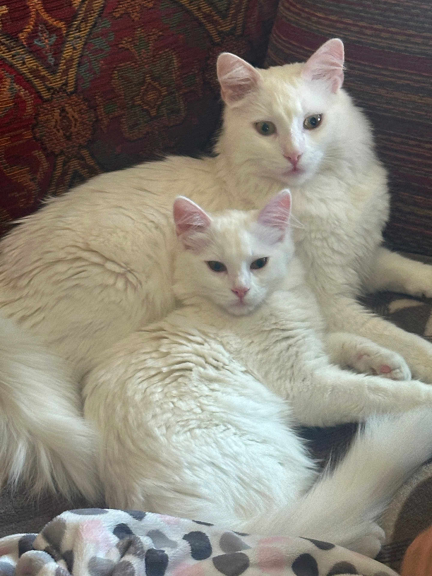 αnna Barkas is registered to the contest to win money with this photo: cat, white_cat, fluffy, pet, animal, indoor, couch, furniture, relaxing, two_animals, close_up, domestic_cat, feline, resting, companion, cute, soft_texture, household, cozy, calm