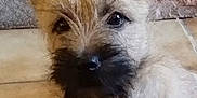 Aka Loo participe au concours pour gagner de l'argent avec cette photo : dog, puppy, fluffy, scruffy, ears, black_nose, curious, indoor, tiled_floor, stone_wall, pet, animal, cute, small_dog, fur, face, portrait, young_dog, sitting, beard
