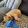 Aka Loo a rejoint le concours — aidez-le/la à gagner de superbes lots ! dog, small_dog, plush_toy, blue_toy, leopard_print, blanket, couch, pillows, fluffy, resting, sleepy, pet, fur, cozy, indoor, cute, animal, relaxing, snuggling, companion