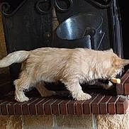 Aka Loo a rejoint le concours — aidez-le/la à gagner de superbes lots ! dog, puppy, light_fur, brick, fireplace, stone_wall, paw, toy, curious, pet, indoor, home, cozy, animal, fur, side_view, cute, small_dog, floor, ledge