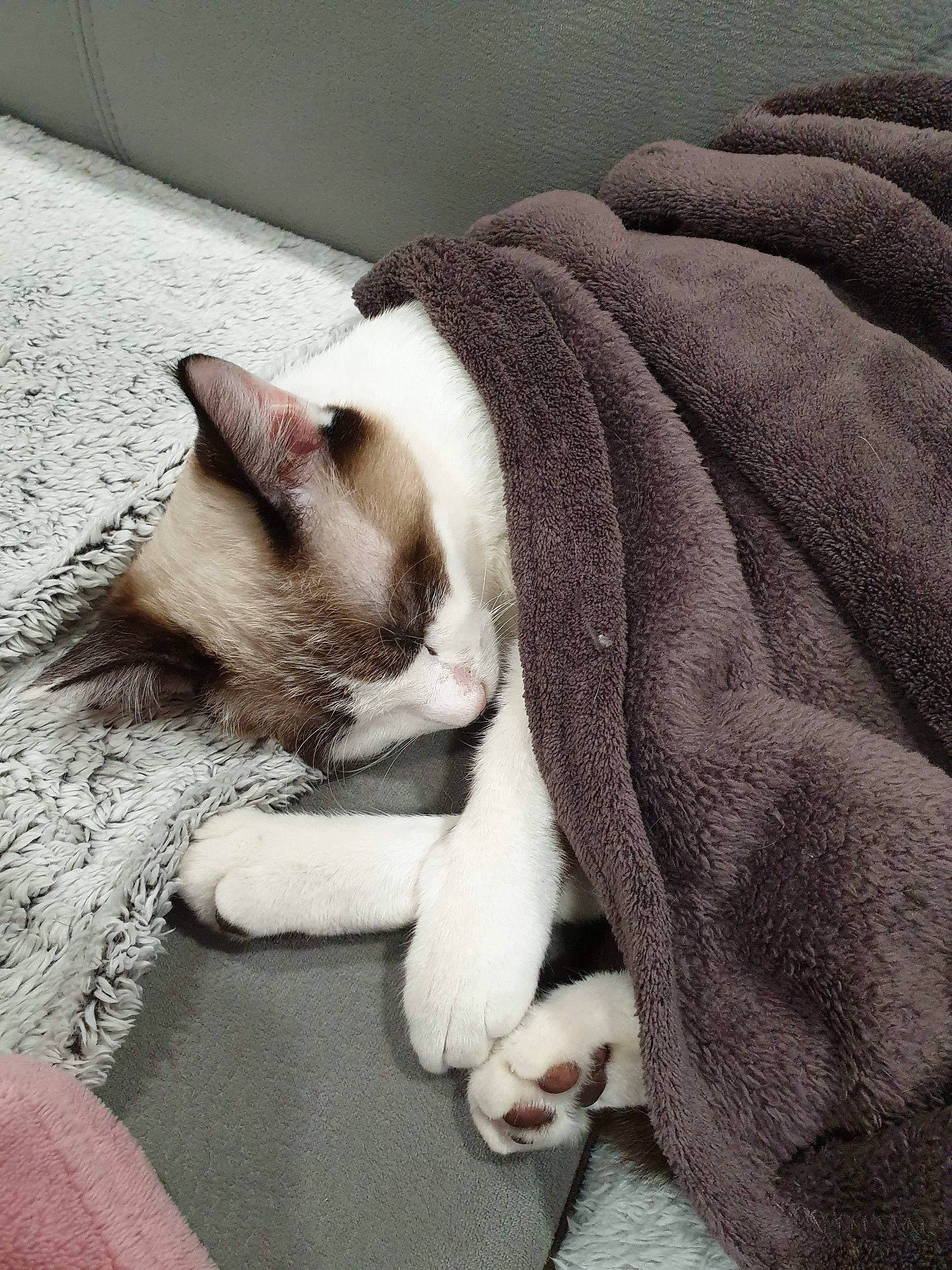 Loki a rejoint le concours — aidez-le/la à gagner de superbes lots ! aegean_cat, carnivore, cat, colorpoint_shorthair, domestic_short_haired_cat, fawn, felidae, fur, kitten, mammal, nap, paw, polydactyl_cat, singapura, sleep, small_to_medium_sized_cats, snout, tail, thai, whiskers