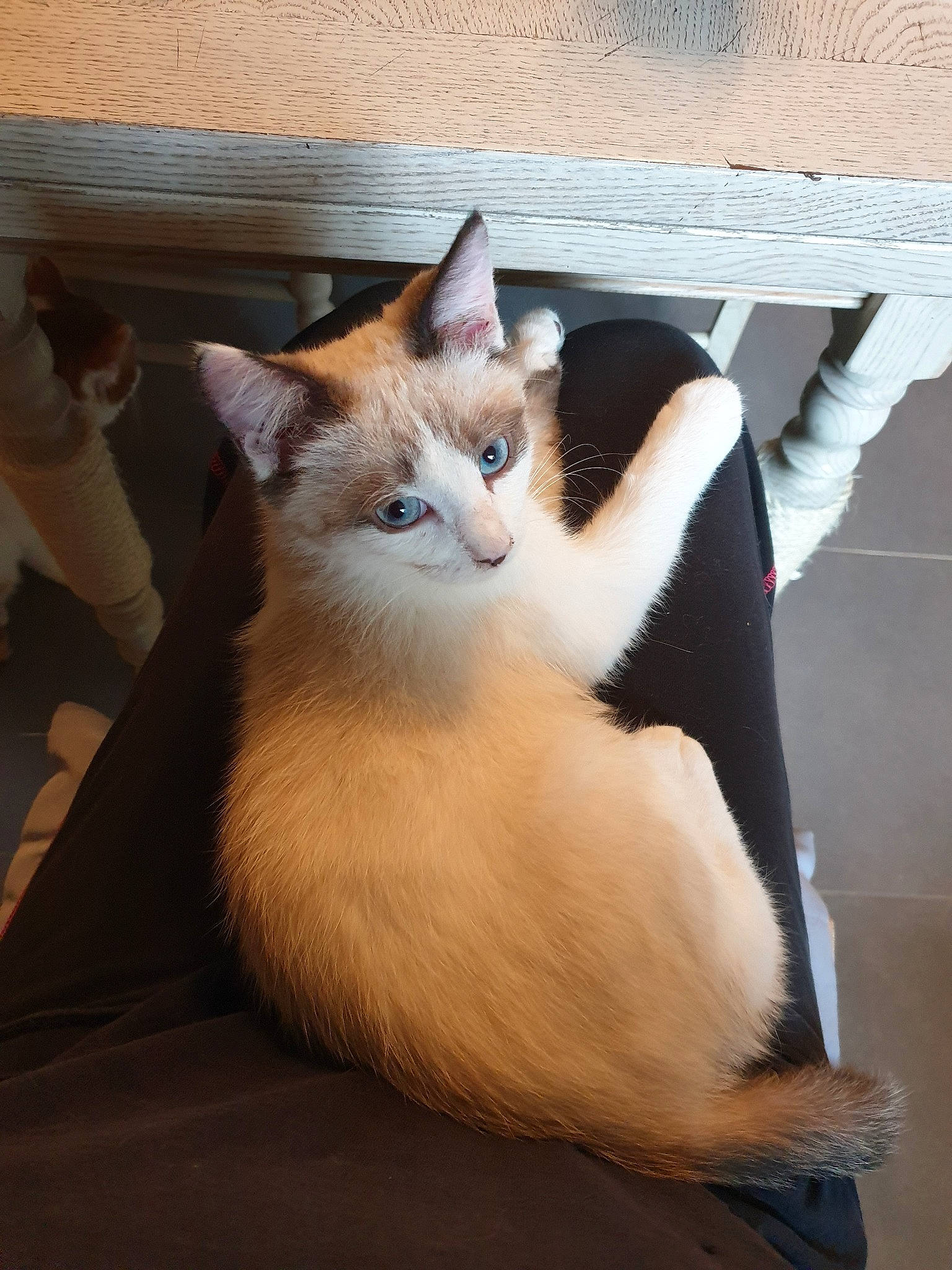 Loki a rejoint le concours — aidez-le/la à gagner de superbes lots ! aegean_cat, asian, carnivore, cat, colorpoint_shorthair, fawn, felidae, fur, kitten, mammal, ojos_azules, ragdoll, small_to_medium_sized_cats, snowshoe, tail, turkish_van, whiskers