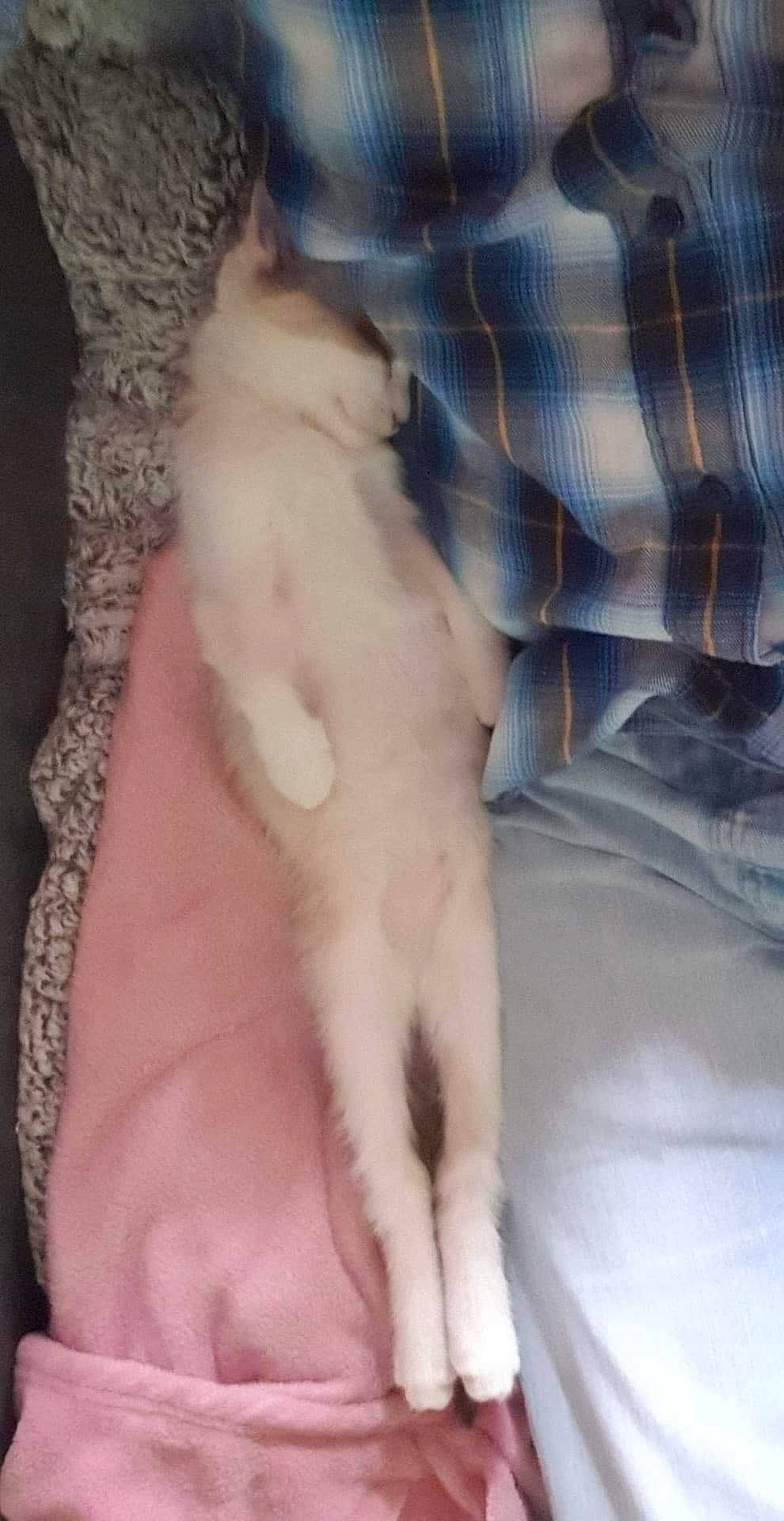 Loki a rejoint le concours — aidez-le/la à gagner de superbes lots ! burmilla, carnivore, cat, fawn, felidae, kitten, small_to_medium_sized_cats, tail, turkish_angora