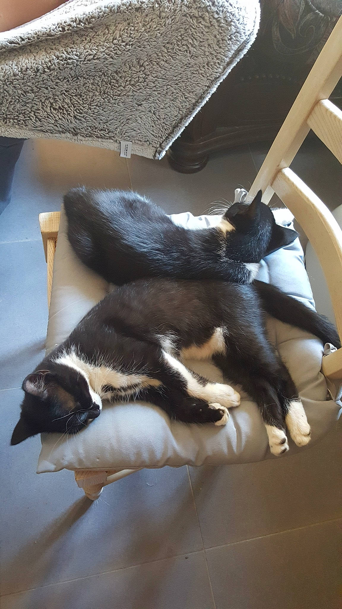 Suki participe au concours pour gagner de l'argent avec cette photo : canidae, carnivore, dog, dog_breed, fawn, snout, sporting_group, tail, whiskers