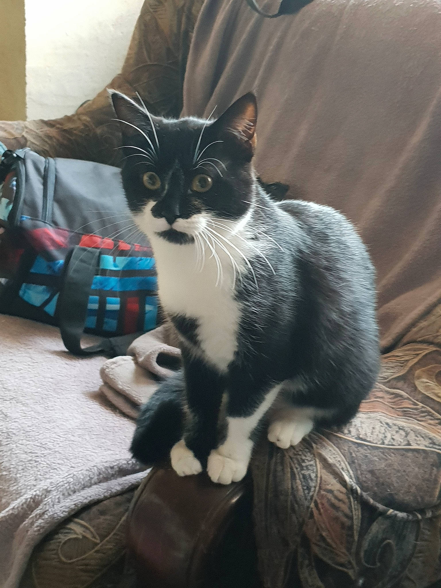 Suki participe au concours pour gagner de l'argent avec cette photo : asian, black_and_white, black_cat, carnivore, cat, domestic_short_haired_cat, european_shorthair, felidae, fur, german_rex, kitten, sitting, small_to_medium_sized_cats, tail, whiskers