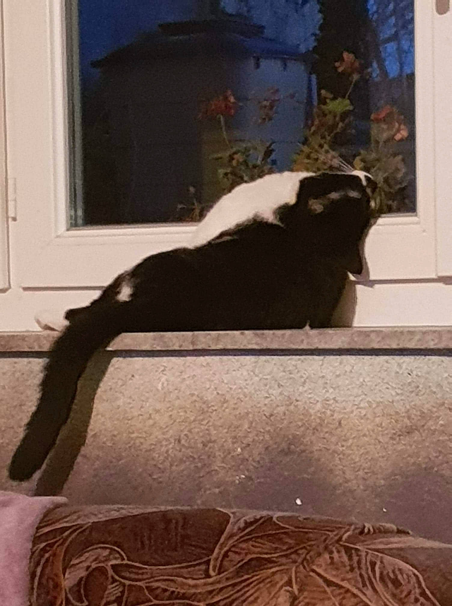 Yuri a rejoint le concours — aidez-le/la à gagner de superbes lots ! art, plant, tail, tints_and_shades, tree, window