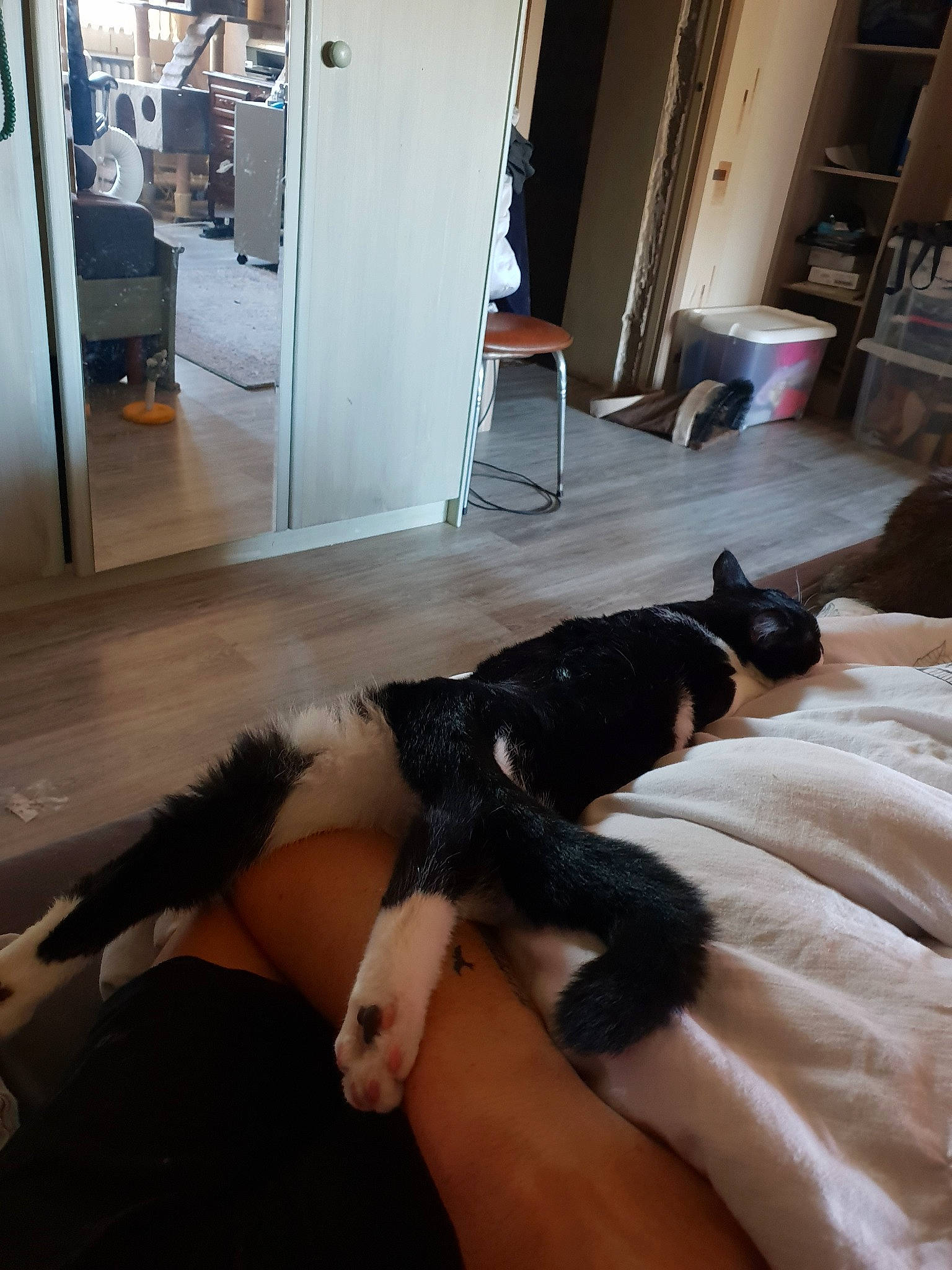 Yuri participe au concours pour gagner de l'argent avec cette photo : canidae, carnivore, cat, dog, dog_breed, floor, flooring, guard_dog, hardwood, leg, puppy, room, tail