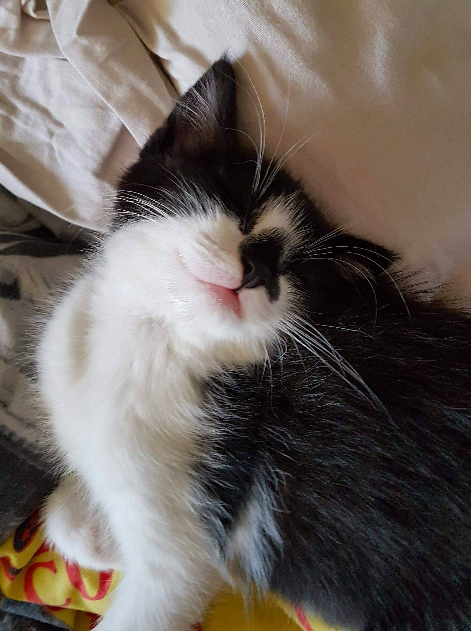 Yuri participe au concours pour gagner de l'argent avec cette photo : carnivore, cat, domestic_long_haired_cat, felidae, fur, kitten, mammal, norwegian_forest_cat, small_to_medium_sized_cats, snout, tail, whiskers